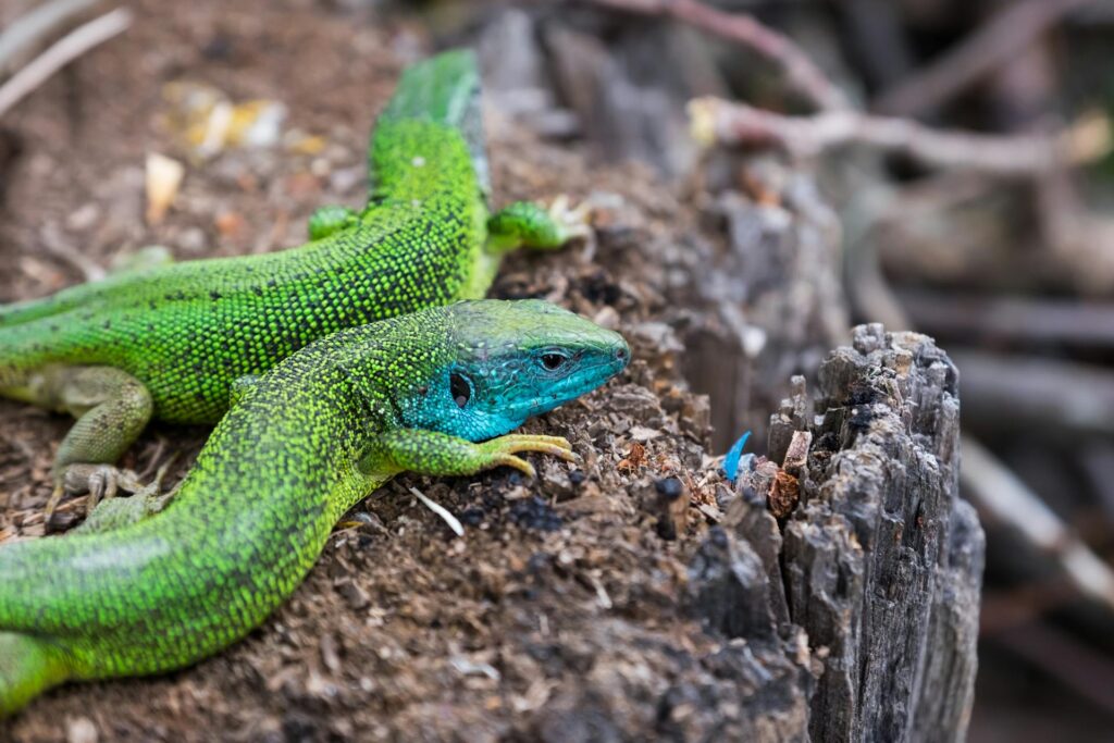 Two vibrant green lizards basking on a weathered log in their natural habitat, surrounded by lush greenery.