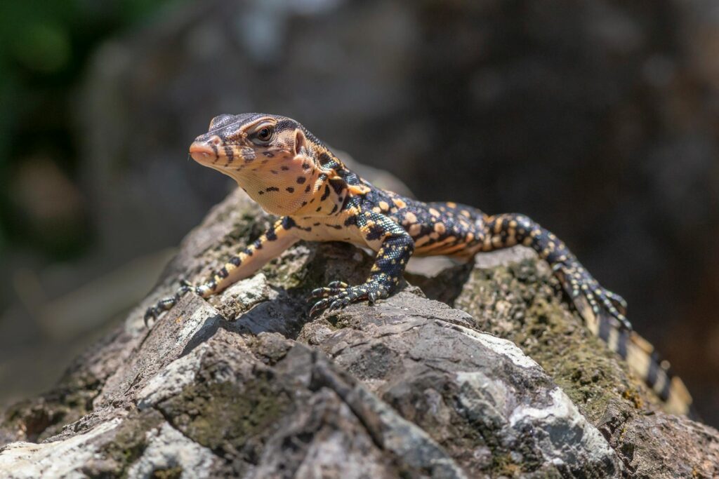 Asian water monitor lizard on big rock.
