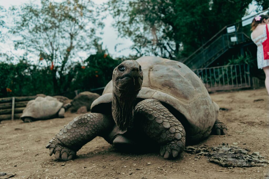 A woman stands beside a large tortoise, showcasing the impressive size and unique features of the reptile.