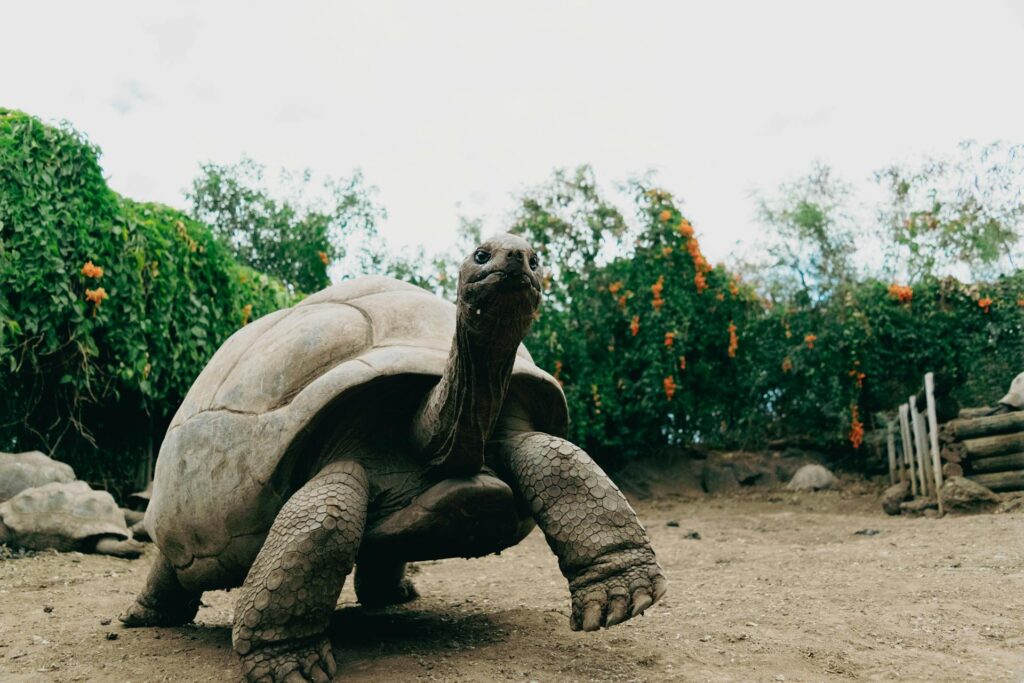 A large tortoise slowly walking through a green field under a clear blue sky, showcasing its textured shell and sturdy legs.
