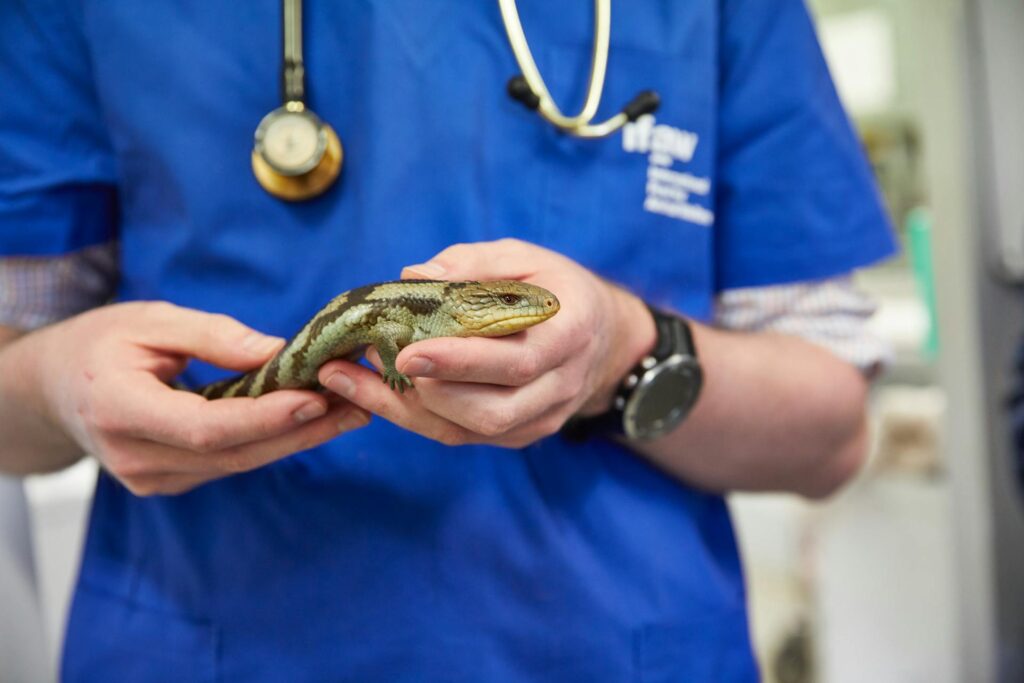 A veterinarian gently holds a blue-tongued lizard while examining it for potential health issues.