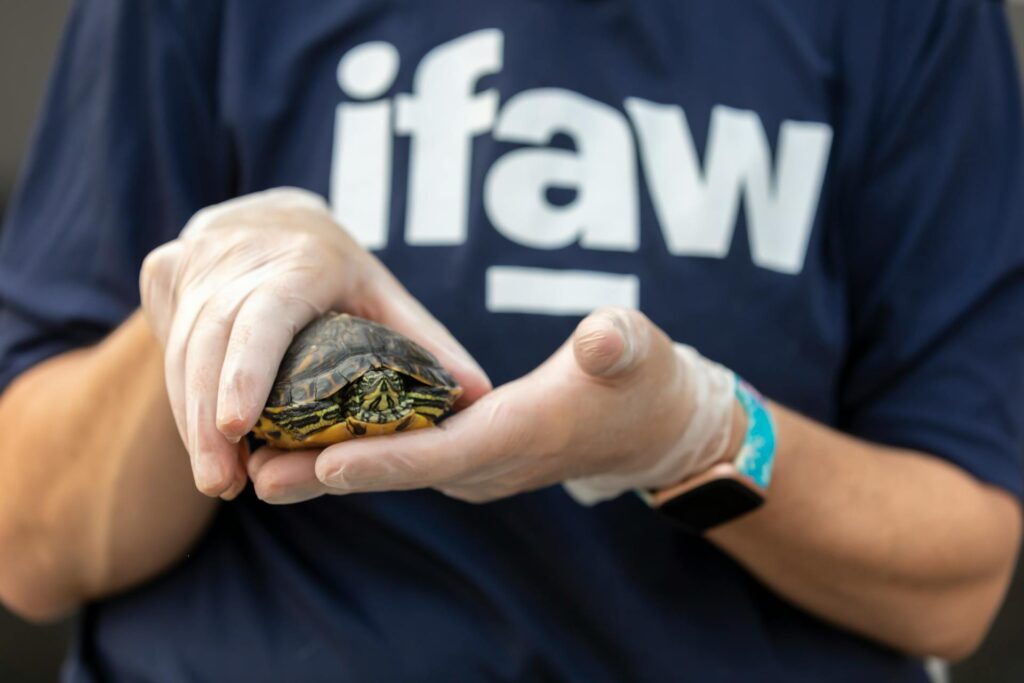 A person gently cradles a small turtle in their hands, showcasing a moment of connection with nature.