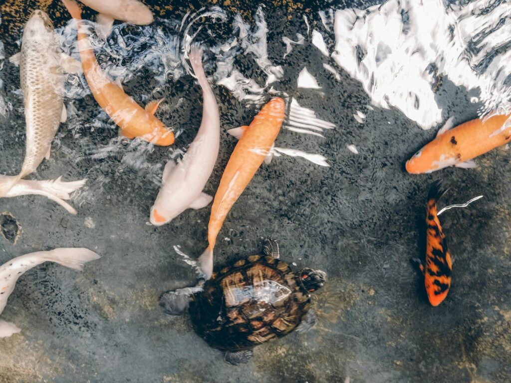 A variety of colorful fish swimming in a serene pond, showcasing diverse species and vibrant aquatic life.