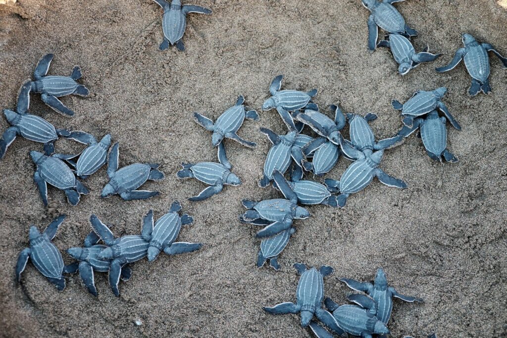 A group of baby turtles resting on the sandy beach, showcasing their small shells and delicate features.
