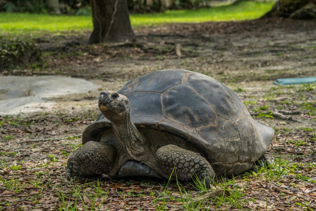 A large turtle resting on the ground, showcasing its textured shell and calm demeanor in a natural setting.