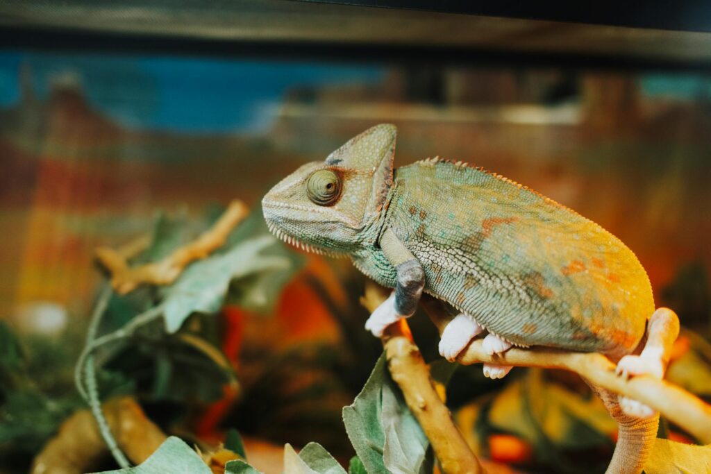 A chameleon clings to a branch in a glass enclosure, highlighting its striking colors and intricate patterns.
