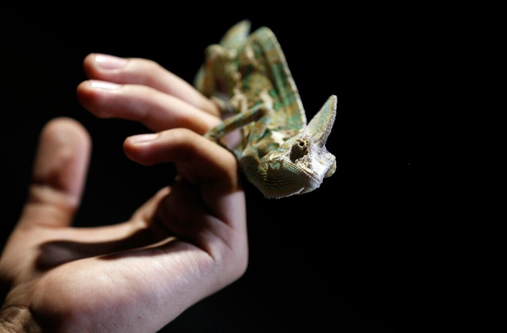 A person holds a lizard in their palm, illustrating a moment of connection with nature's fascinating wildlife.