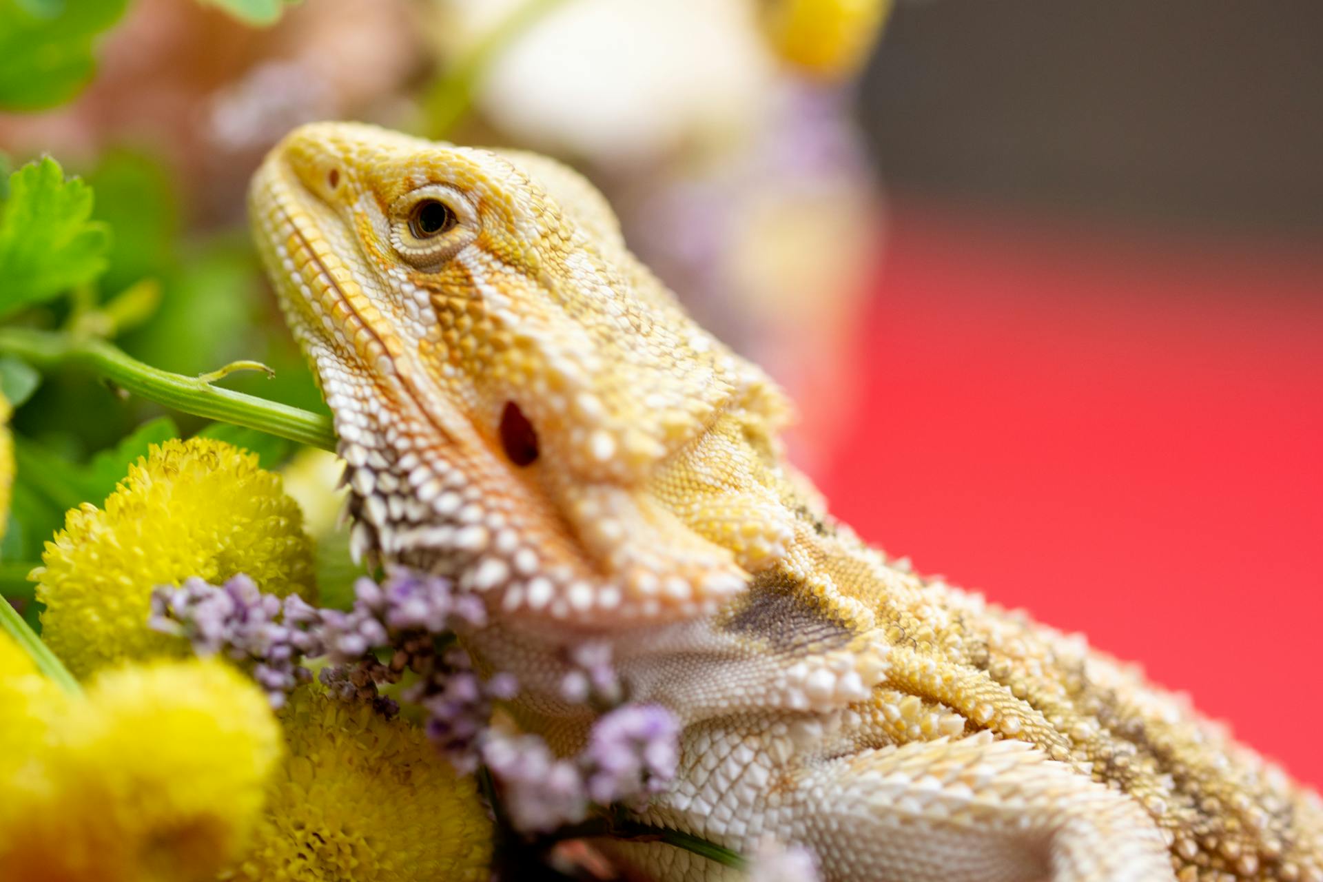 A bearded dragon lounges atop vibrant flowers, merging the allure of reptiles with the beauty of blossoms.