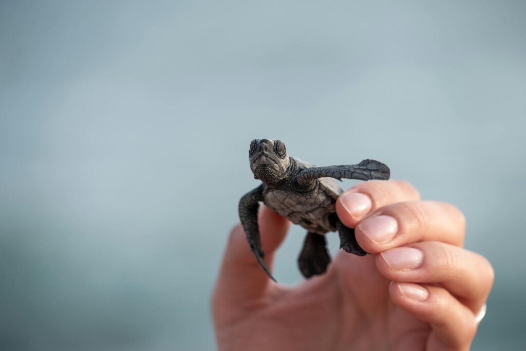 A person gently cradles a small turtle in their hand, showcasing its delicate shell and tiny limbs.