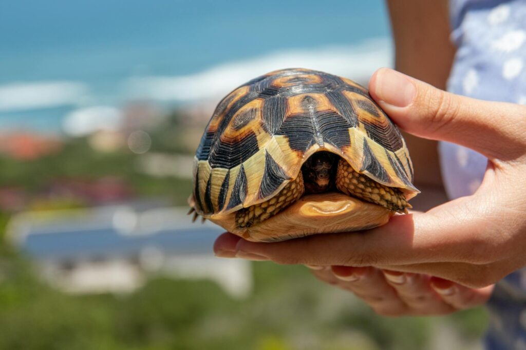 A small turtle rests in a person's hand, illustrating the beauty of wildlife and the care taken in handling it.