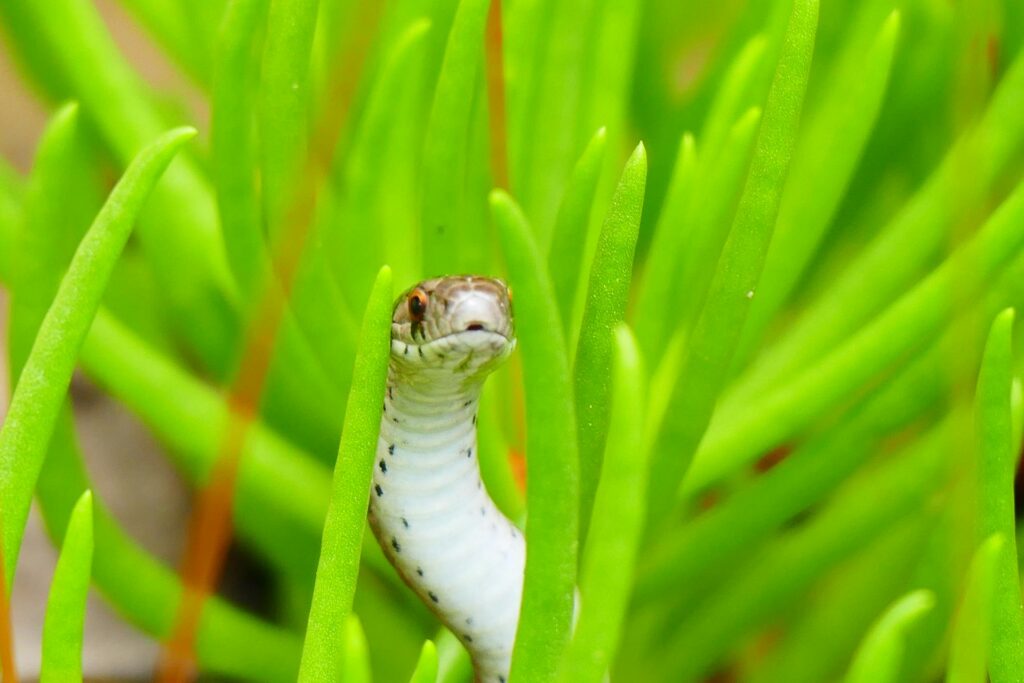 A snake camouflaged among the grass, partially hidden, blending seamlessly with its surroundings.