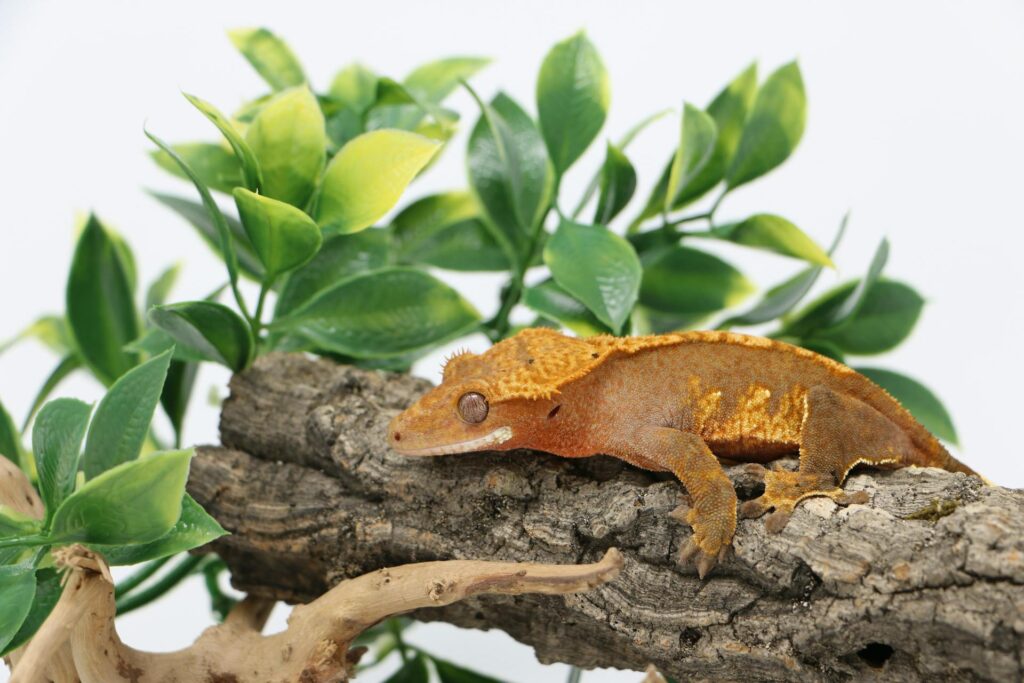 A colorful lizard resting on a branch surrounded by lush green leaves.