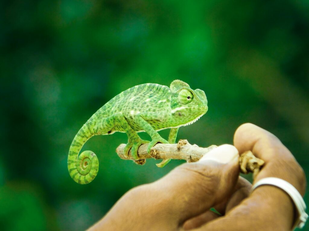 A hand supports a vivid green chameleon on a branch, emphasizing the creature's striking color and the person's gentle grip.