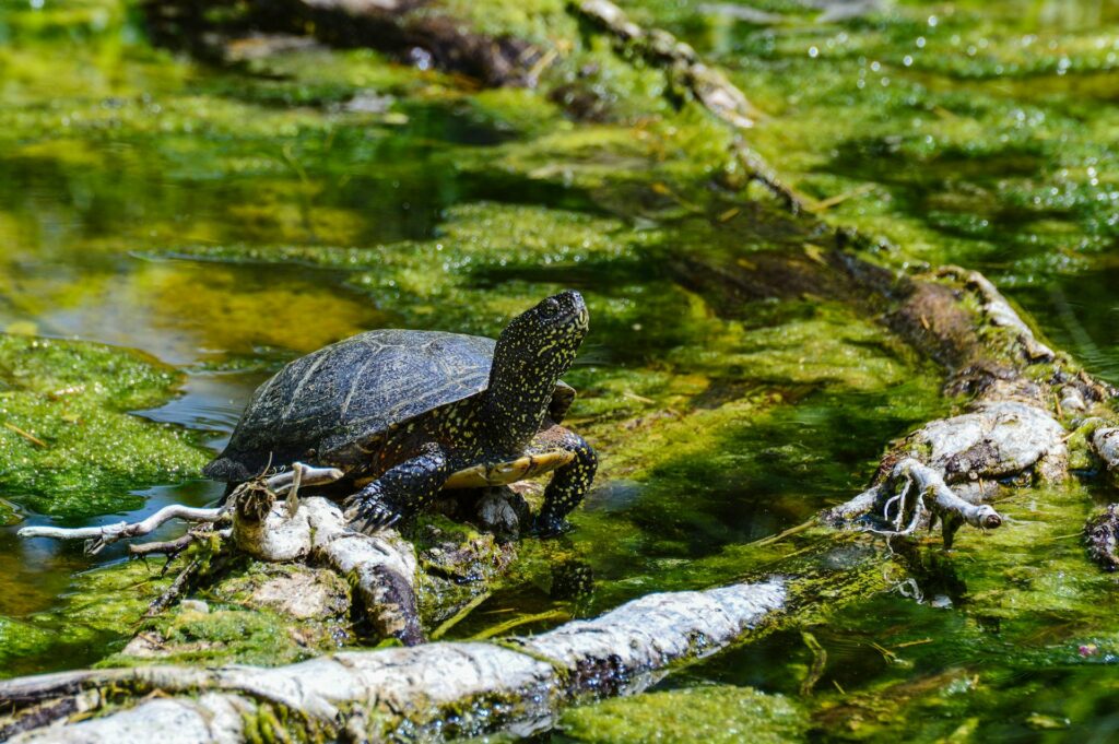 A turtle perched on a log, basking in the sun above a tranquil pond.