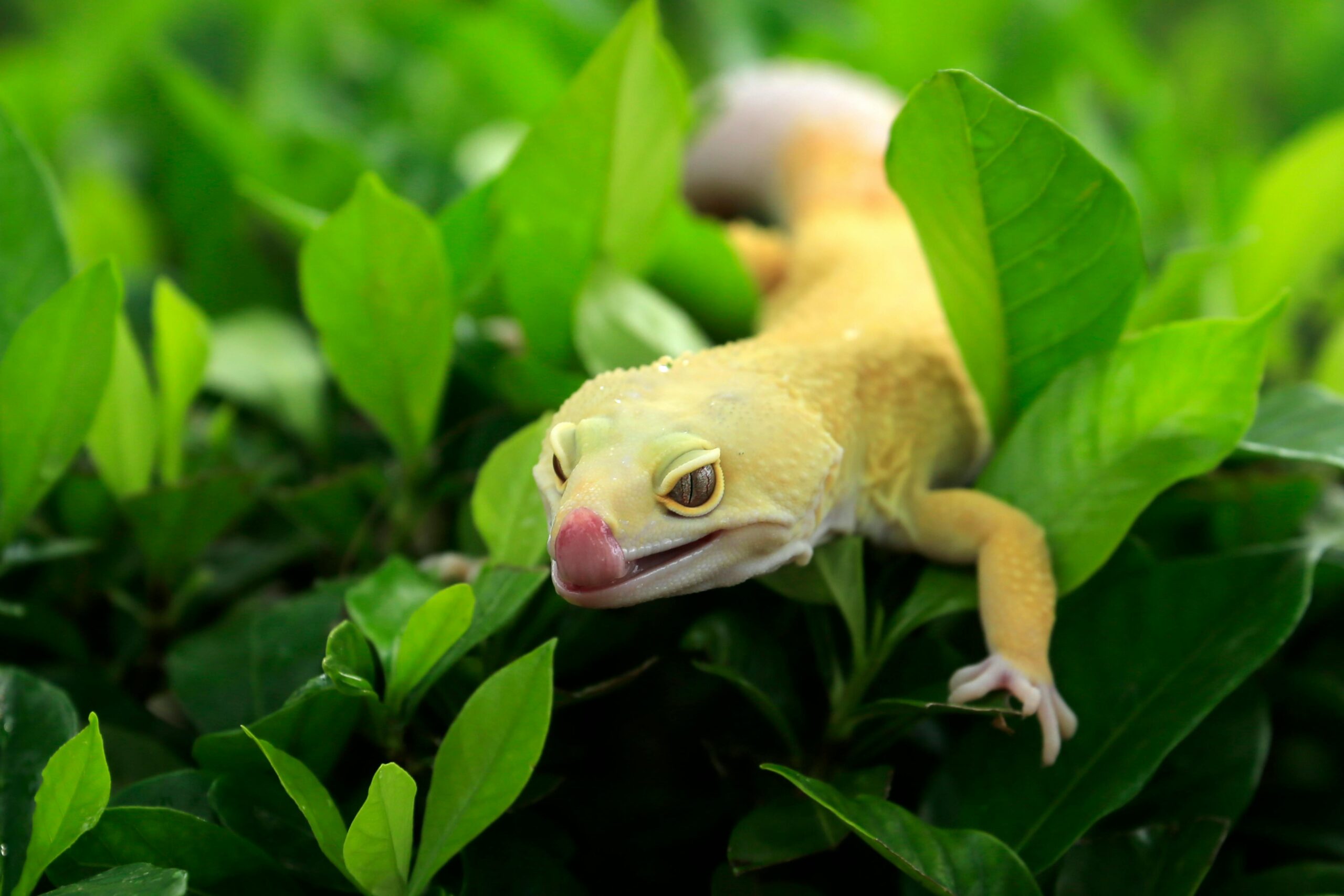 Can You Overfeed Your Lizard? Nutrition Tips for Health