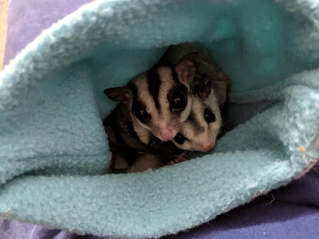Sugar Gliders in a Pouch.