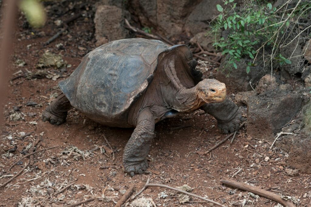A large tortoise traverses the ground, with scattered rocks in the background, highlighting its environment.