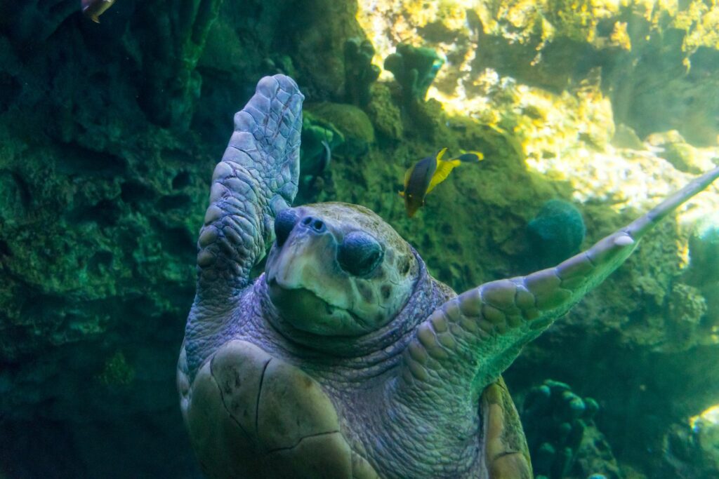 A turtle gracefully swims through the clear waters of an aquarium, surrounded by colorful aquatic plants and fish.