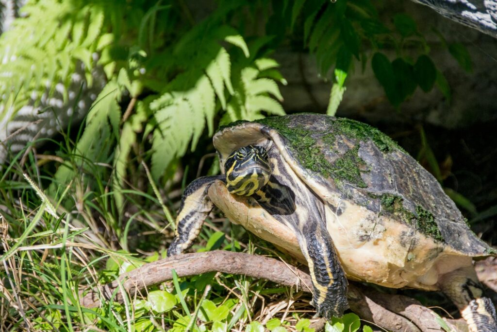 A turtle walks on the ground beside green plants, showcasing its textured shell and natural habitat.