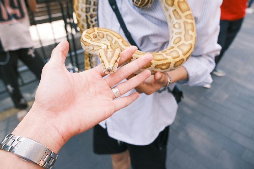 Close-up of a captive python interacting with humans.
