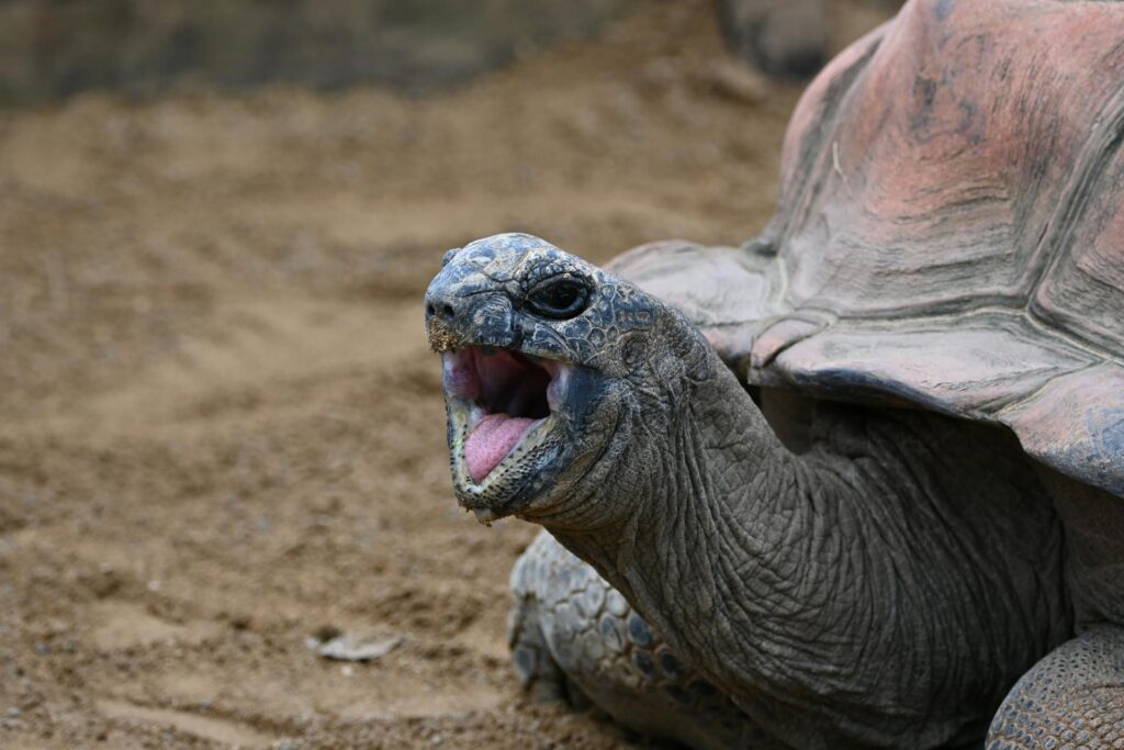 A large tortoise displaying its open mouth, revealing its unique features and vibrant surroundings.