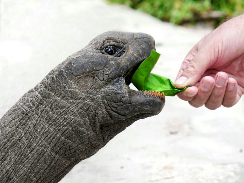 A person gently feeds a turtle a green leaf, showcasing a moment of interaction between human and nature.