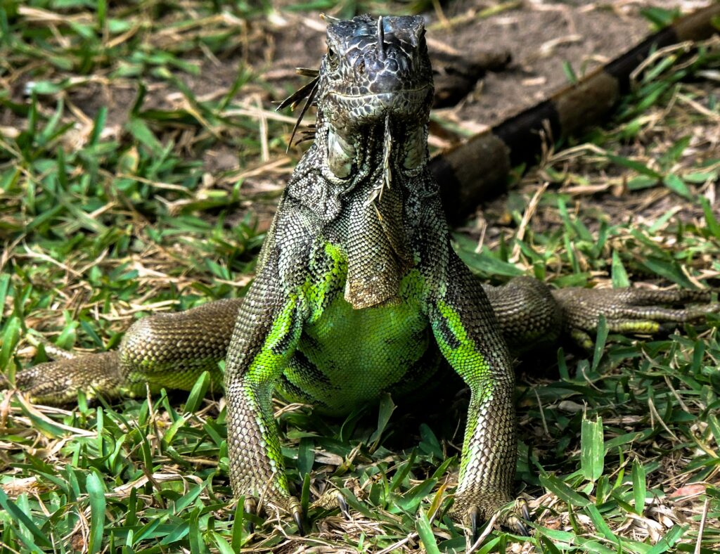 An iguana basking on green grass under the sunlight, showcasing its vibrant scales and relaxed posture.
