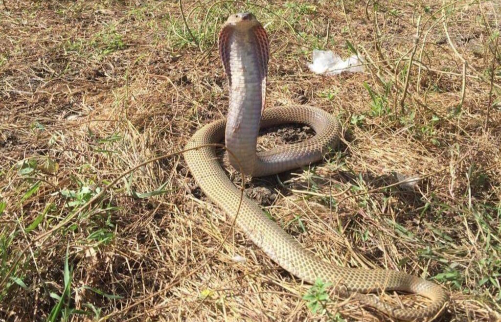 A Philippine cobra in an upright defensive posture with its hood expanded, resting on dry grass in a field.