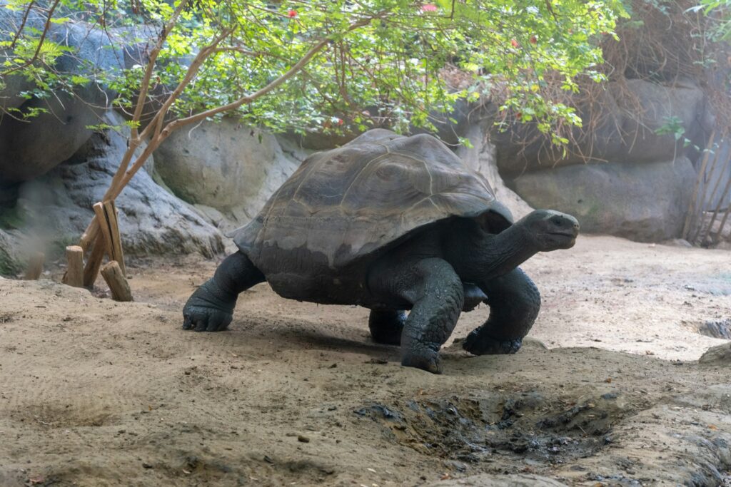 A large tortoise slowly walking on the ground, showcasing its textured shell and sturdy legs in a natural setting.