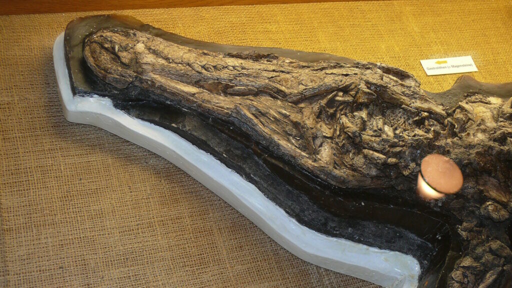 Fossilized skull of the extinct crocodile Pristichampsus displayed in a museum case, showing its elongated snout and preserved bone structure.
