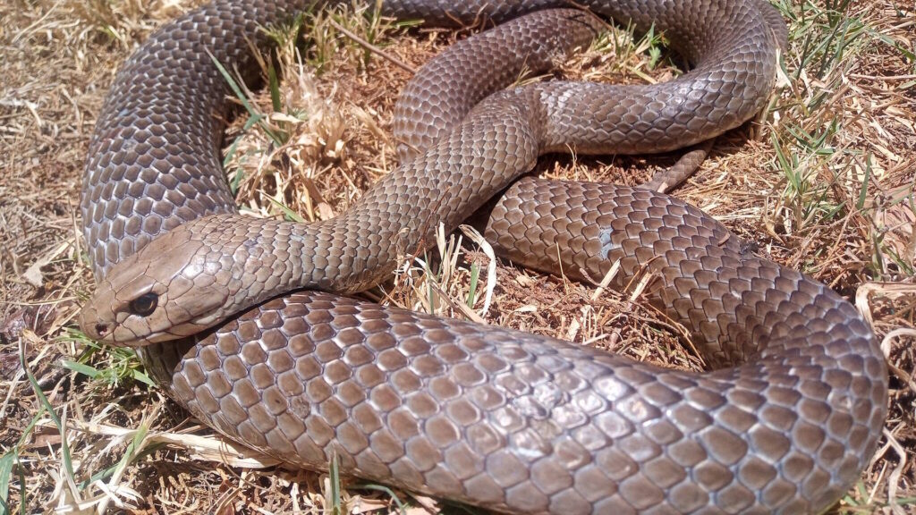 Eastern brown snake coiled on dry grass, a species known for unexpected appearances at outdoor events.