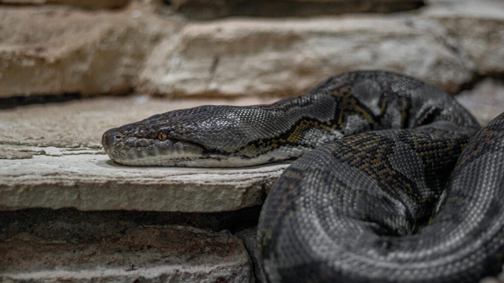 A close-up of a dark-colored snake lying motionless on a stone slab inside an enclosure