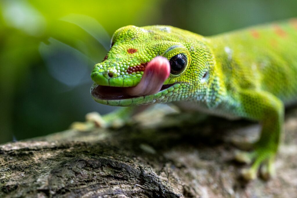 A green gecko, tongue out, clings to a branch, emphasizing its vivid hue and lively personality.