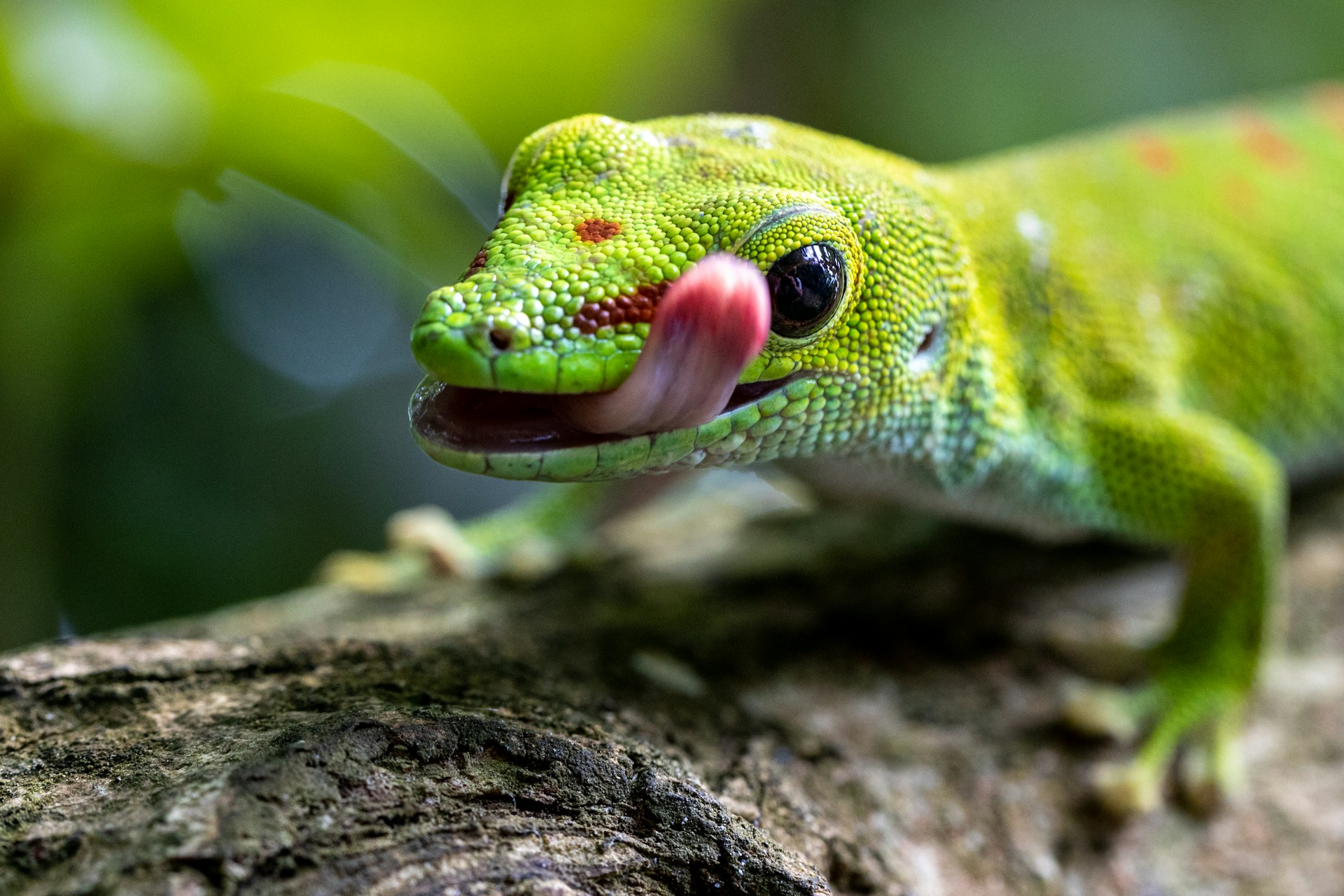 A green gecko, tongue out, clings to a branch, emphasizing its vivid hue and lively personality.