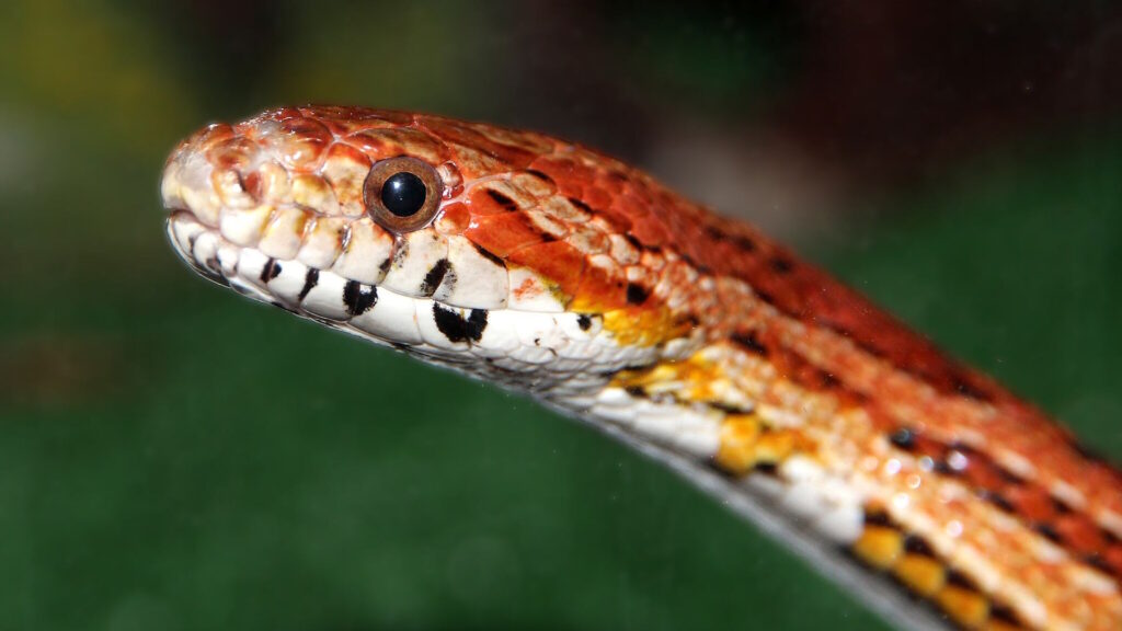 Close-up of a red corn snake with its tongue out, resting on a dark surface indoors.