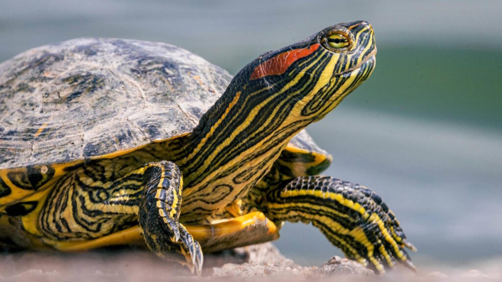 Detailed close-up of a red-eared slider turtle with its vivid green and red markings.