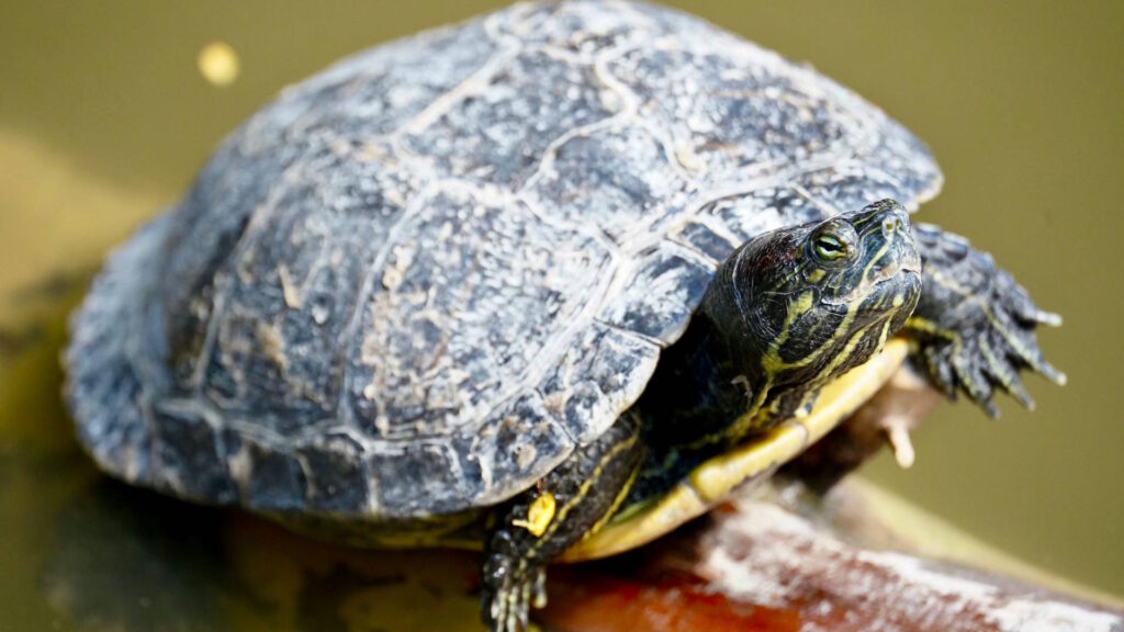 A red-eared slider turtle basks on a log near the surface of murky water