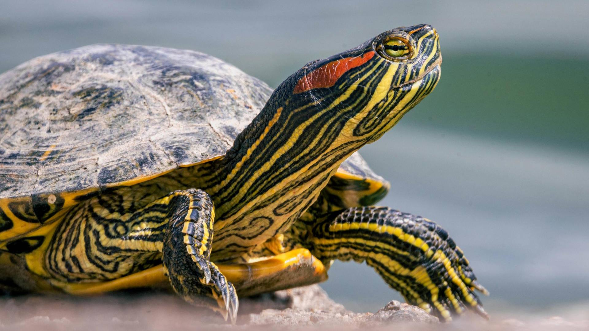 How Some Turtles Can Climb Trees – A Rare but True Skill – Reptilekingz