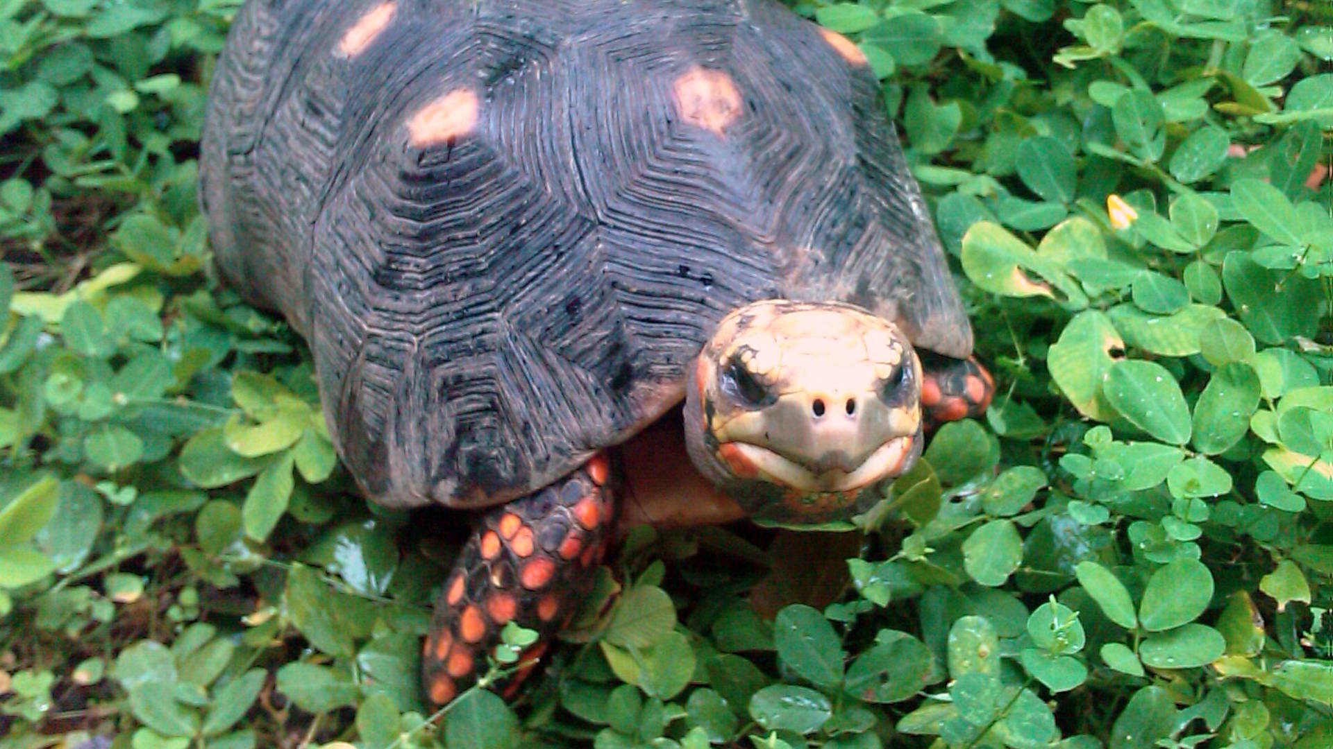 How Tortoises Use Their Strong Legs for Defense – Reptilekingz