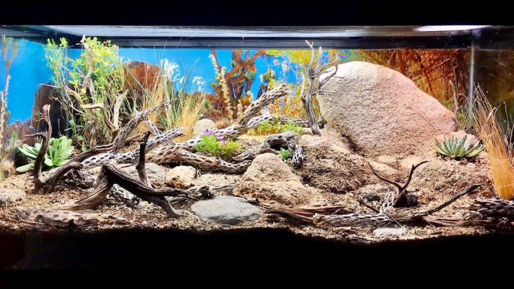 Desert-style reptile tank with sand, rocks, driftwood, succulents, and a painted desert background, simulating a natural arid environment.