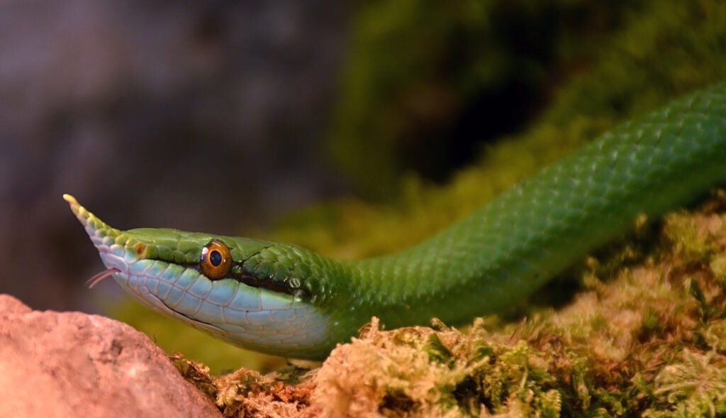 A Rhynchophis boulengeri, also known as the rhinoceros rat snake, rests on moss-covered ground