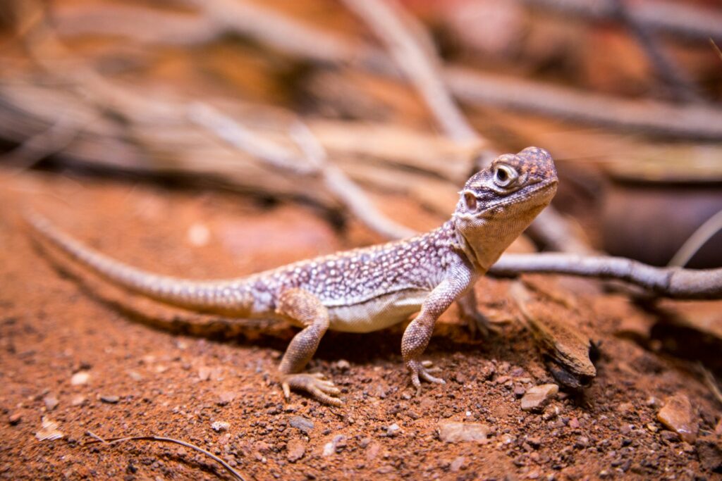 A small lizard rests on the ground among scattered branches, blending into its natural environment.