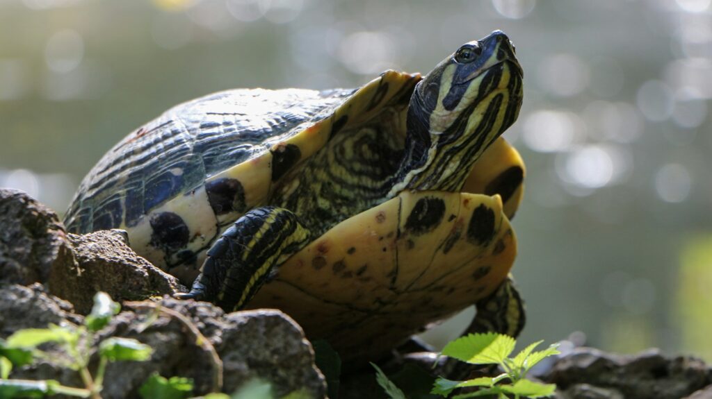 A turtle perched on a rock, basking in the sun, surrounded by a serene natural landscape.