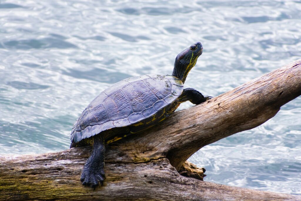 A turtle perched on a log in tranquil water, basking in the sun with reflections of trees nearby.