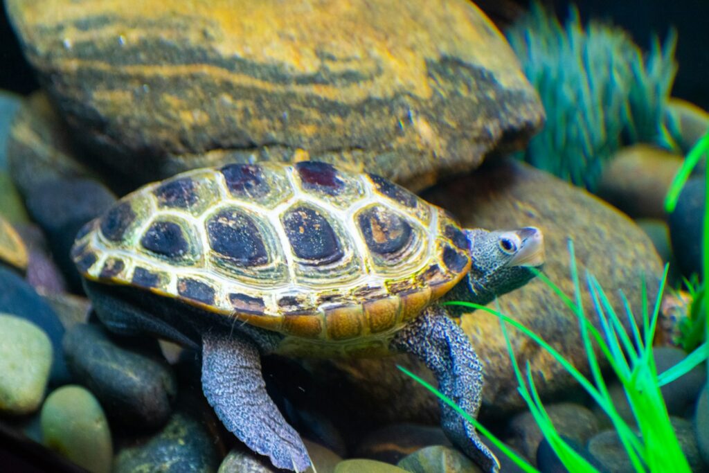 A turtle rests on a bed of rocks and grass, basking in the sun amidst a natural landscape.