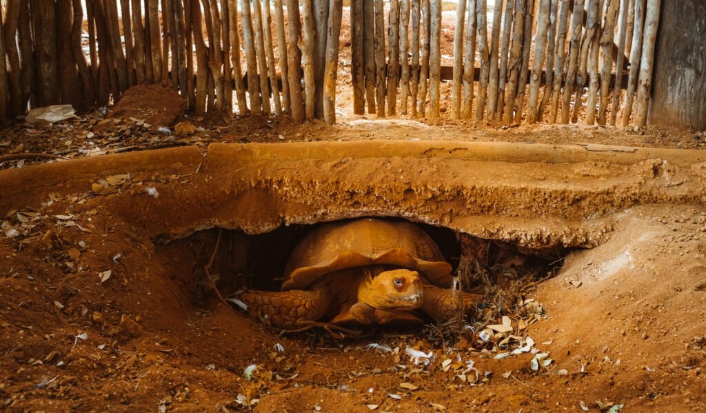 A turtle rests comfortably in a small hole dug into the dirt, blending with its natural surroundings.