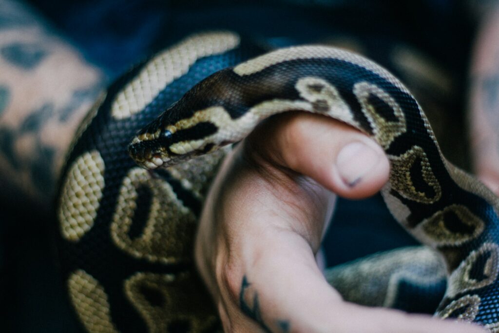 A tattooed arm supports a snake, illustrating the harmony between human expression and wildlife.