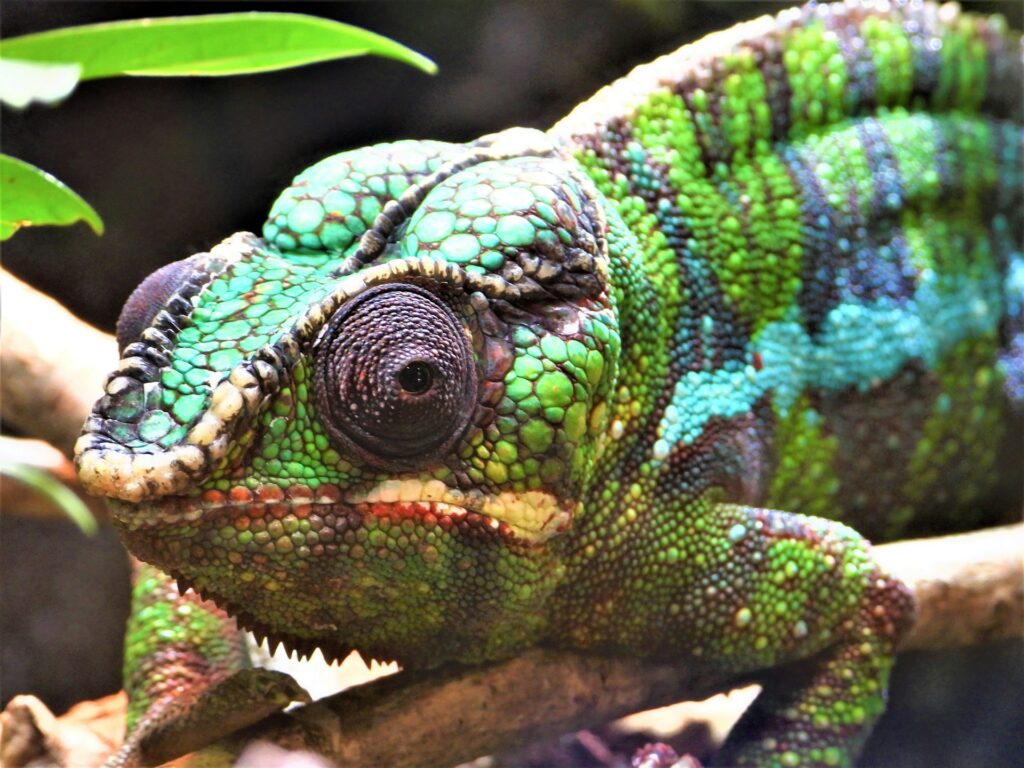 A colorful chameleon with green and blue hues resting on a branch, showcasing its unique texture and patterns.