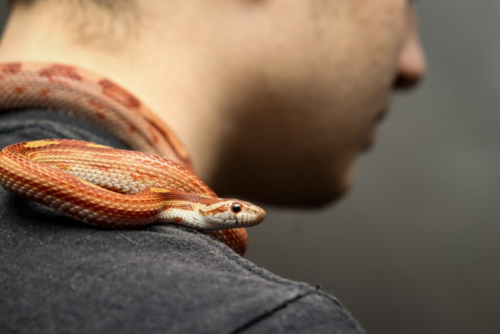 A man displays a vivid red and white snake, highlighting its beautiful scales and intricate design.