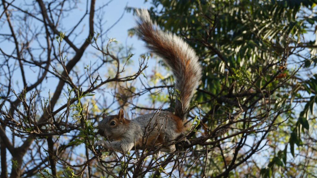 A squirrel perched on a tree branch, surrounded by green leaves, looking curiously at its surroundings.